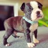 Boston Terrier Puppy Paint by numbers