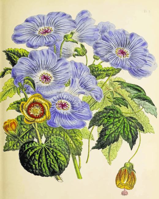 Botanical Flower Paint by numbers