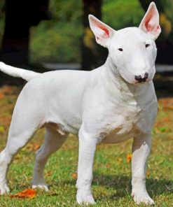 Bull Terrier Paint by numbers