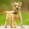 Cairn Terrier Dog Paint by numbers