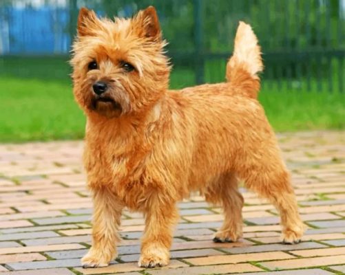 Cairn Terrier  Paint by numbers