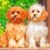 Cavapoo Dogs paint by numbers