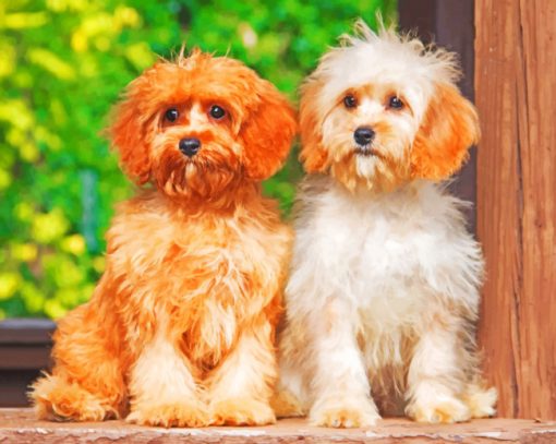 Cavapoo Dogs paint by numbers