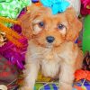 Cavapoo Puppy Paint by numbers
