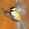 Chickadee Flying Bird Paint by numbers