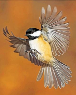 Chickadee Flying Bird  Paint by numbers
