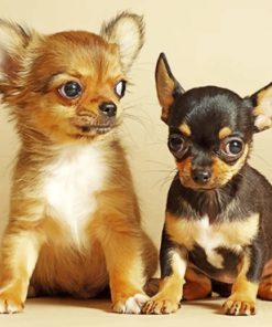 Chihuahua Puppies paint by numbers