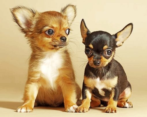 Chihuahua Puppies paint by numbers