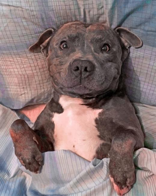 Chilling Staffy Paint by numbers