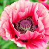 Close Up Pink Poppy Piant by numbers