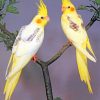 Coockatiel Yellow Birds Piant by numbers