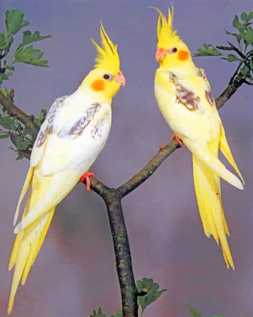 Coockatiel Yellow Birds Piant by numbers