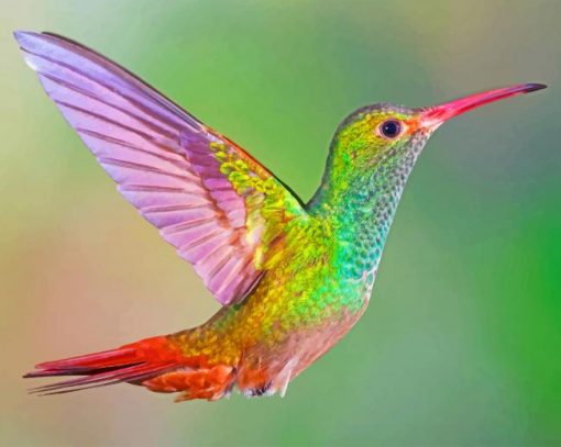 Colorful Hummingbird Paint by numbers