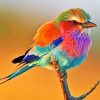 Colorful Robin Bird Paint by numbers
