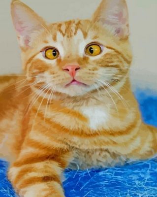 Cross Eyed Tabby Cat  Paint by numbers