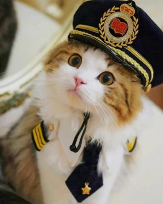 Cute Police Cat Paint by numbers