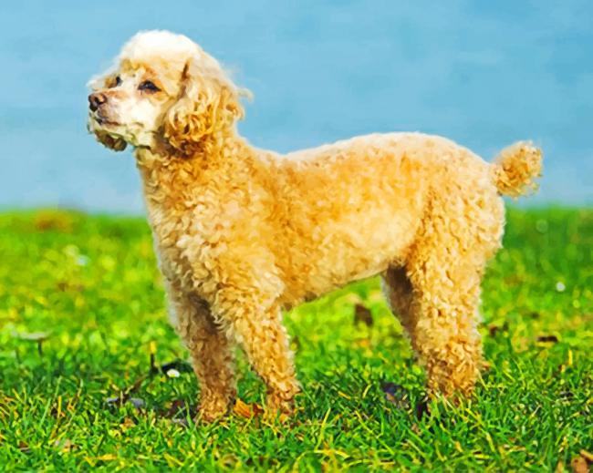 cute-poodle-puppy-paint-by-number