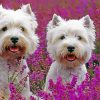Cute West Highland Terriers Ppaint by numbers