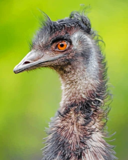 Emu Bird Portrait Paint by numbers