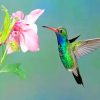 Flying Hummingbird And Pink Flower Paint by numbers