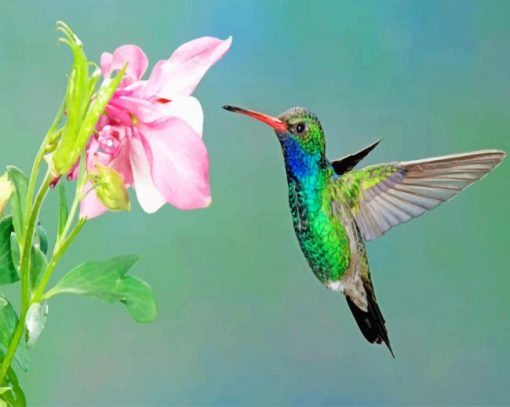 Flying Hummingbird And Pink Flower Paint by numbers