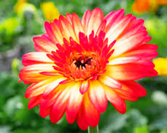 Gerbera Daisy Paint by numbers