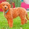 Adorable Goldendoodle paint by numbers