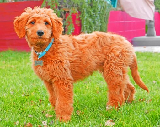 Adorable Goldendoodle paint by numbers