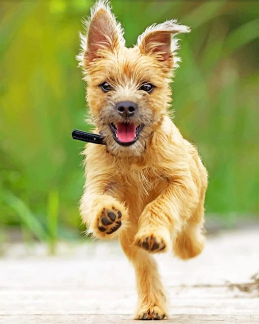Happy Cairn Terrier Paint by numbers