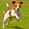 Happy Jack Russell Paint by numbers