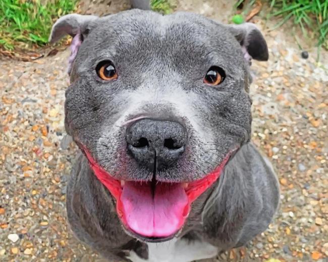 Happy Staffy paint by numbers