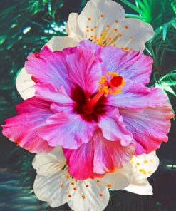 Hibiscus Flower Paint by numbers