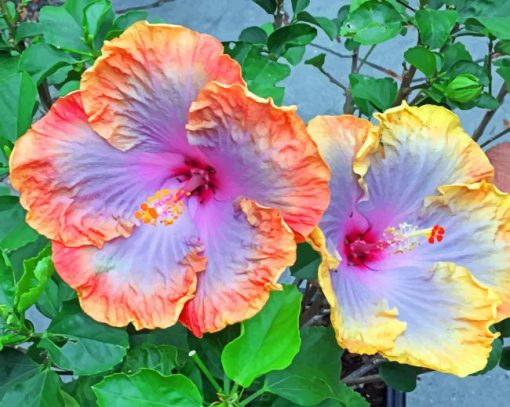 Hibiscus Flowers Paint by numbers