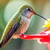 Hummingbird Paint by numbers
