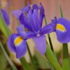 Purple Iris Flower Paint by numbers