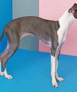 Italian Greyhound Paint by numbers