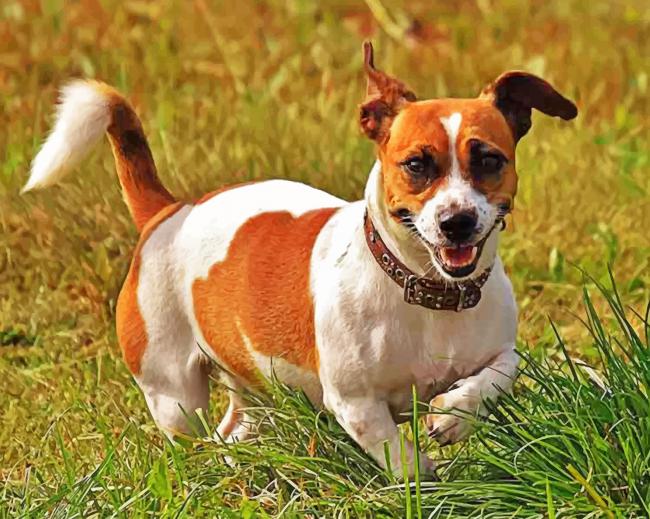 Jack Russell Puppy Paint by numbers