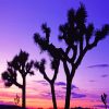 Joshua Trees Silhouette paint by numbers