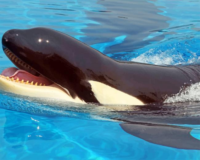 Killer Whale Paint by numbers