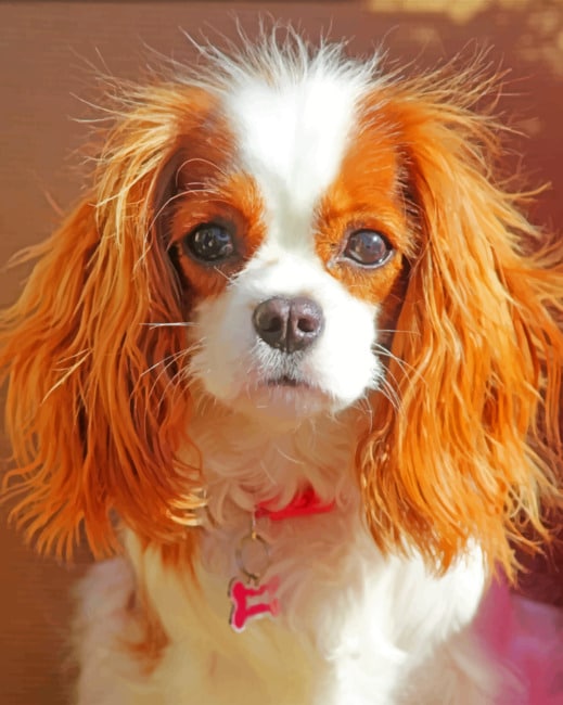 king-charles-cavalier-paint-by-number