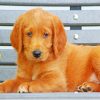 Labradoodle Puppy Paint by numbers