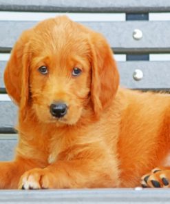 Labradoodle Puppy Paint by numbers