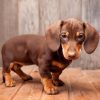 Little Brown Sausage Dog paint by numbers