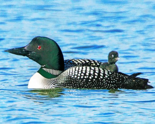 Loon Bird In The Water paint by numbers