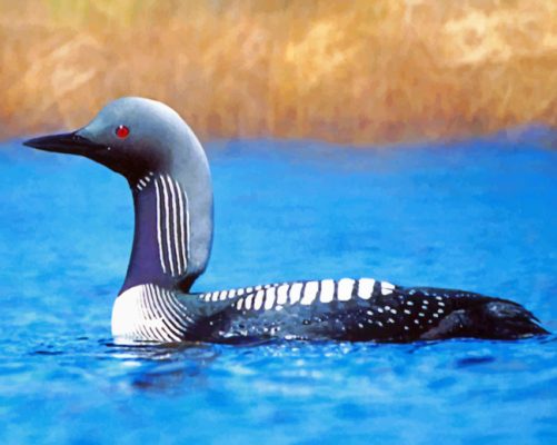 Loon Bird - Paint By Number - NumPaint - Paint by numbers