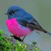 Male Pink Robin Bird Pink by numbers