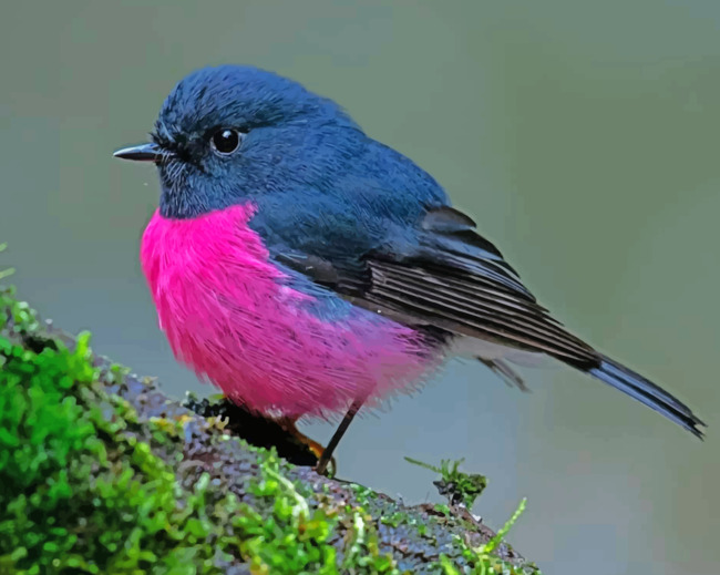 Male Pink Robin Bird - Paint By Numbers - NumPaint - Paint by numbers