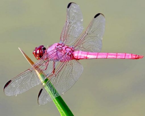 Pink Dragonfly Paint by numbers