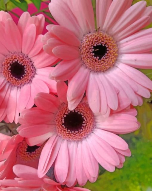 Pink Gerbera Daisy Paint by numbers