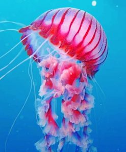 Pink Jellyfish Paint by numbers